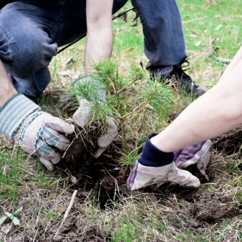 Planting a tree